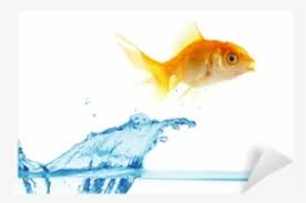 Check spelling or type a new query. Fish In Water Png Download Transparent Fish In Water Png Images For Free Nicepng