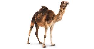 Camels have long been known for their ability to go weeks at a time without needing to drink water—an ability that makes them particularly useful pack animals for people traveling across arid environments and that earned them the nickname ships of the desert. Camel Facts For Kids Fun Facts About Camels Dk Find Out