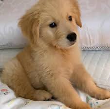 Golden retrievers are among america's most popular breeds. Available Puppies Golden Retriever Puppies