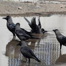 TANUVAS probes crow deaths reported in southern parts of Chennai - The Hindu