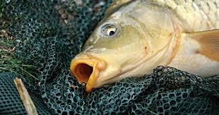 Anti Tangle Boom Montage Fische Saugetiere Karpfen