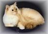 Ragdoll Cat Colors and Patterns - Ragdolls | Munchkins