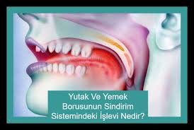 Yutak Ve Yemek Borusunun Sindirim Sistemindeki Islevi Nedir Yemek Gida Egitim