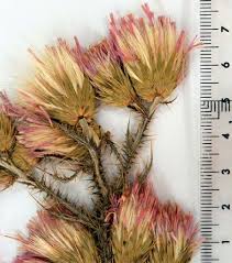 Image result for Camptorrhiza strumosa