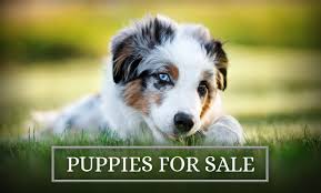 Australian Shepherd Breeder Aussie Puppies Deadwood Oregon