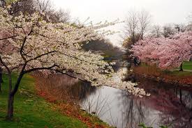 Cherry blossom trees cannot be lit on fire with a flint and steel in versions earlier than 1.8 due to a bug. Best Cherry Blossom Cities In The World Where To See Cherry Blossoms