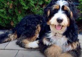 Getting a puppy is a major life change, and not something to be done on impulse. Bernedoodle Price How Much Do Bernedoodles Cost Bernese Love