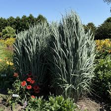 Image result for Panicum pole-evansii