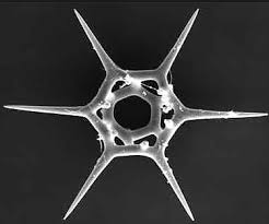 Silicoflagellate Are Star Shaped Internal Skeleton Of Silica They Have Two Flagella Of Varying Length Microscopic Organisms Diatom Microscopic