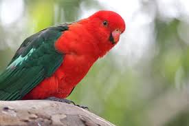 Australian King Parrot Parrot Australian King
