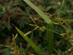 Image result for Cyperus sp.no.3