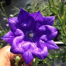 Image result for Platycodon