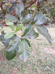 Image result for Searsia pentheri