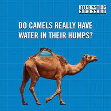 Beneath the epithelial cells there is connective type tissue. Interesting Engineering Many People Think That Humps Are Comprised Of Water But What S Really Inside Find Out At Https Bit Ly 35ph3rz Engineering Facebook