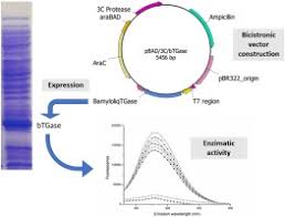 Cloning And Expression Of The Bacillus Amyloliquefaciens Transglutaminase Gene In E Coli Using A Bicistronic Vector Construction Sciencedirect