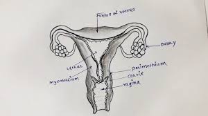 Anatomy of a human female back muscle anatomy human back diagram organs anatomie. How To Draw Diagram Of Female Reproductive System Diagram For Beginners Youtube
