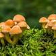 Family Nature Adventures: Fungi event image