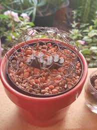 Image result for Orbea knobelii