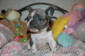 © copyright french bulldog second chance rescue. French Bulldogs One Of A Kind Bulldogs