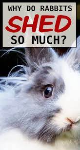 Rabbit Shedding Patterns And How To Deal With All The Fur Rabbit Shed Rabbit Rabbit Care