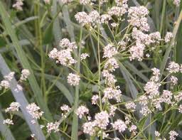 Image result for Rhipidoglossum delepierreanum