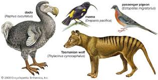 Extinct Animals Extinct Animals Most Endangered Animals Rare Animals