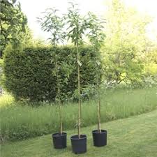 Plants english countryside garden almond flower white stuff uk spring blossom garden seeds spring lilac. Almond Trees The Walnut Tree Co