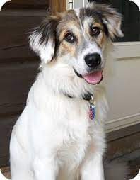 Browse our reputable breeders in pa, ohio, and indiana. Rocky Adopted Adopted Dog Tulsa Ok Great Pyrenees Australian Shepherd Mix Australian Shepherd Australian Shepherd Dogs Australian Shepherd Mix