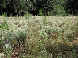 Image result for Rotheca bukobensis