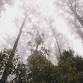 Forest Bathing – Batemans Bay event image