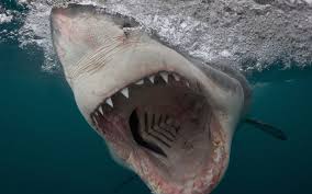 Make your shark stronger and bigger by eating the most people as well. Man In Hospital After Shark Attack Off The Cornish Coast