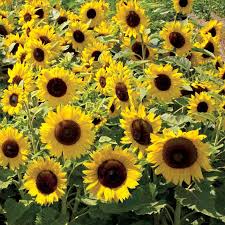 Dwarf sunflowers have smaller seeds than tall sunflowers grown for seeds, and have smaller seedlings as a result. Sunspot Sunflower Seeds From Park Seed