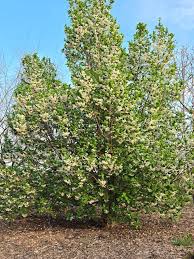 Image result for Embelia xylocarpa