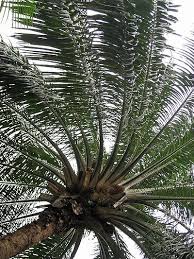 Image result for Elaeis