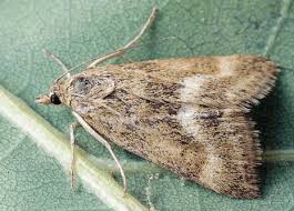 Image result for Pyrausta aerealis