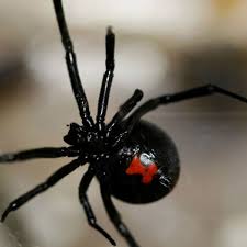 Black widow may be an avenger, but she's got a license to kill. Deadly Black Widow Spiders Infest Container Landed In Norwich Mirror Online