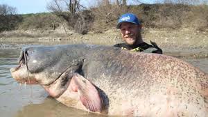 Il vit dans les mers tropicales. Un Pecheur Remonte Une Enorme Prise Un Poisson Chat De 2 7 Metres De Long Etablissant Un Nouveau Record Epoch Times