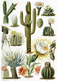 In the desert has photographs and information on most of the cactus that you'll find in the desert, and even some rare specimens. Cactus Wikipedia