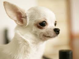 We are experts in raising blue chihuahuas but raise other colors as well. Deer Head Chihuahua Vs Apple Head Chihuahua Animalso