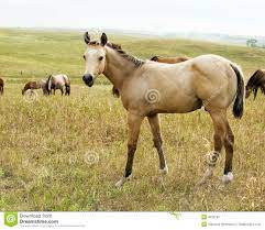 Buckskin Quarter Horse Foal Stock Photo Image Of Meadow Buckskin 4332746