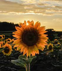 Roctopshots Photo Contest Thisisroc Com Sunflower Pictures Sunflower Photography Sunflower Iphone Wallpaper