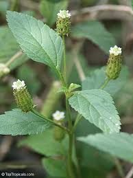 Image result for Lippia