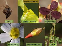 Image result for Oxalidaceae