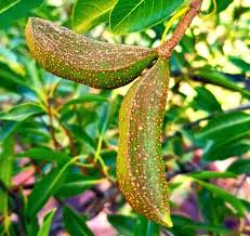Image result for Hippocratea goetzei