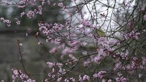 Summer garden with summer flowering plants & trees. In The Pink Why I M Weak At The Knees For Spring Flowering Trees