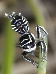 Peacock spiders belong to the family of jumping spiders, and males are known for their elaborate dance routines. Two Vividly Marked Peacock Spider Species Nicknamed Sparklemuffin And Skeletorus Discovered In Queensland Spider Species Spider Jumping Spider