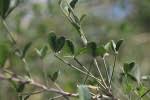 Image result for Crotalaria rhodesiae