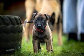 When Do Belgian Malinois Ears Stand Up Solved All About Sheepdogs