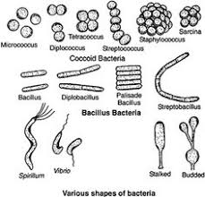 72 Best Microbiology Images Microbiology Medical