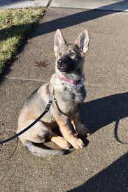 Upcoming extra large german shepherd puppies. Echo Vader Nov 1 2019 Litter Nov 2019